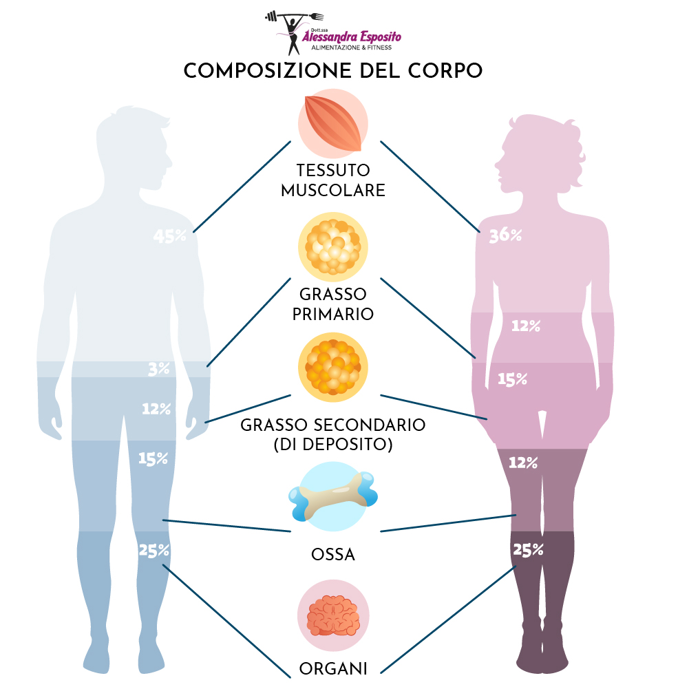 composizione-del-corpo